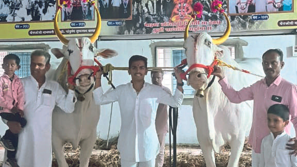 मानाच्या बैलजोडीचा मान आळंदीतील वरखडे घराण्याला