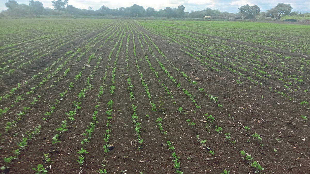 Soybean