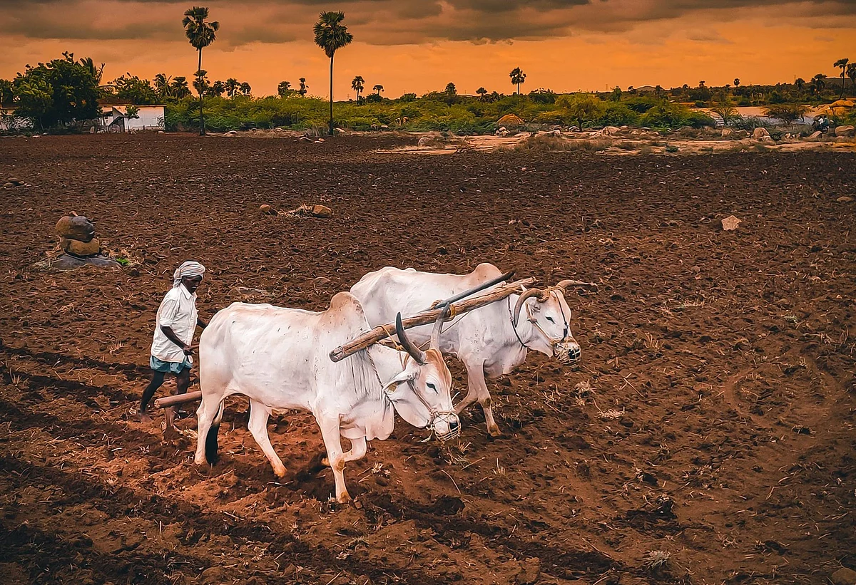पावसाअभावी खरीप पेरण्या खोळंबल्या