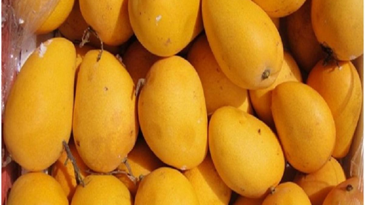 बहारीनला भारतीय आंब्यांची भुरळ