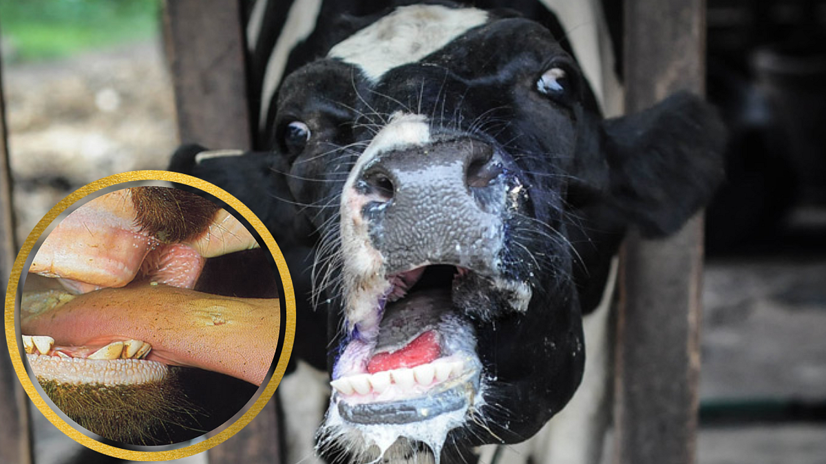 Foot and Mouth Disease