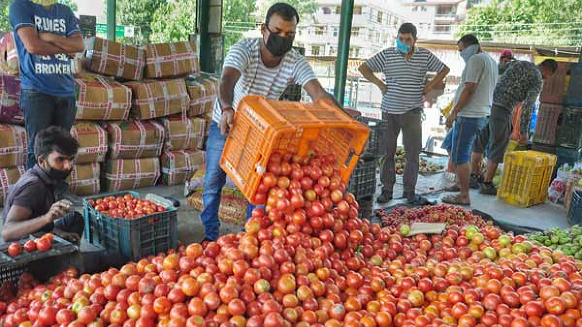 सटाण्यात गारपिटीमुळे टोमॅटोचे नुकसान