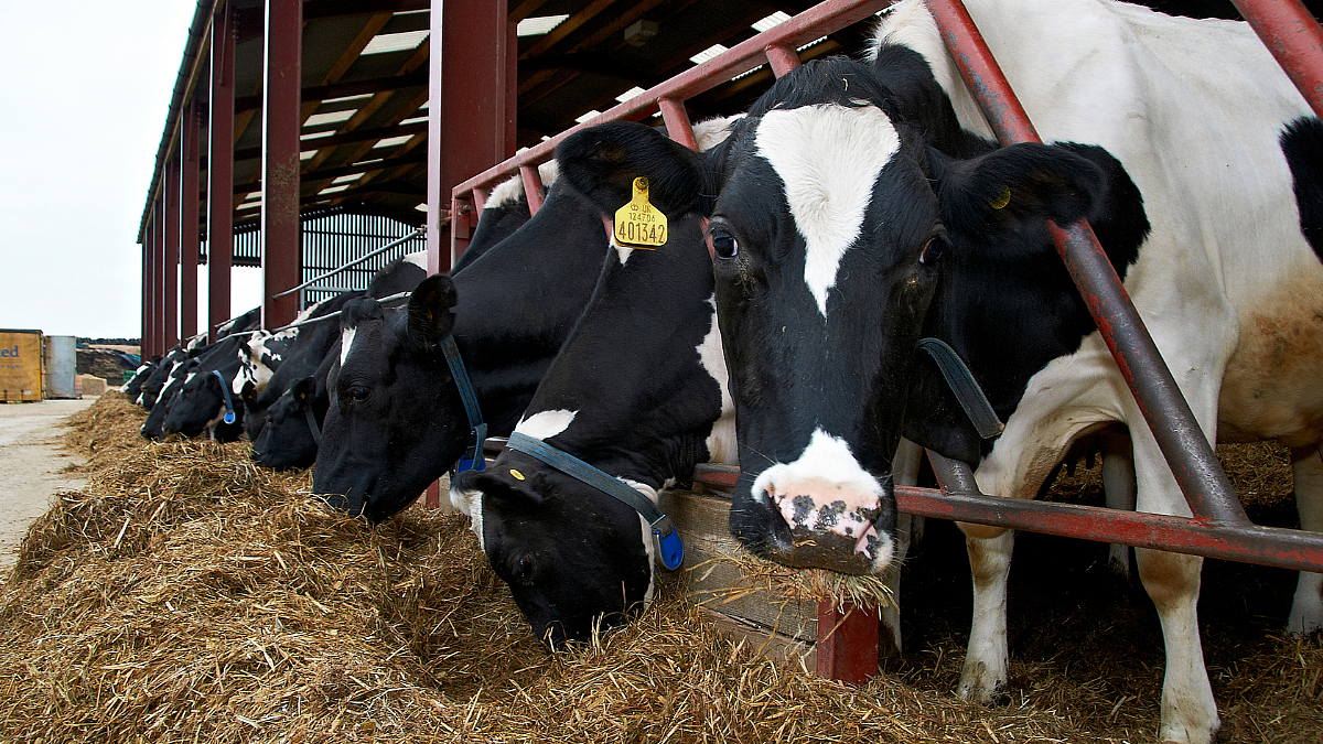 Dairy Farming