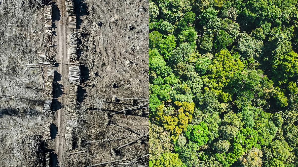 Environmental Disaster