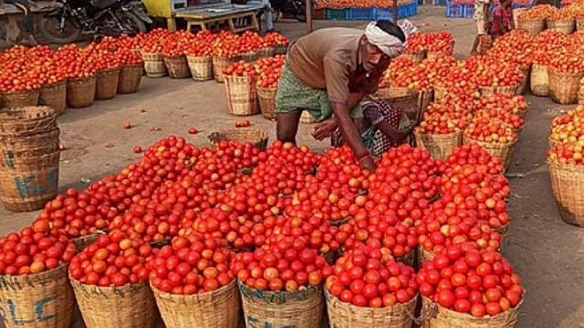 पावसामुळे टोमॅटोच्या दरात वाढः केंद्रीय अन्नसचिव