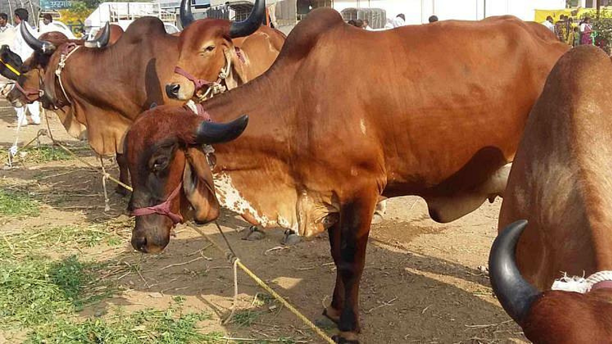 अशी कराल दुधाळ जनावरांची निवड!