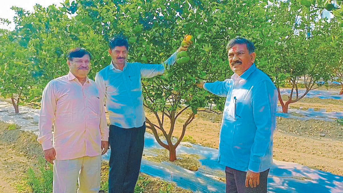 गोड, रसाळ टॅंजेरिन संत्र्याचा यशस्वी प्रयोग