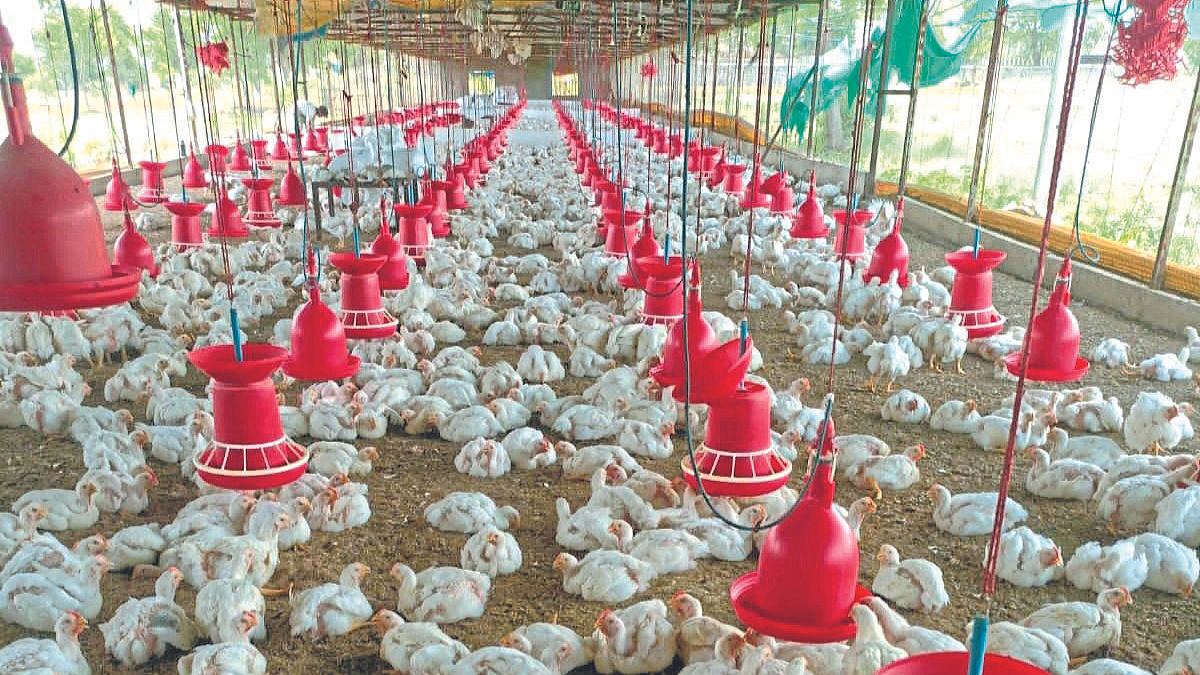 Poultry