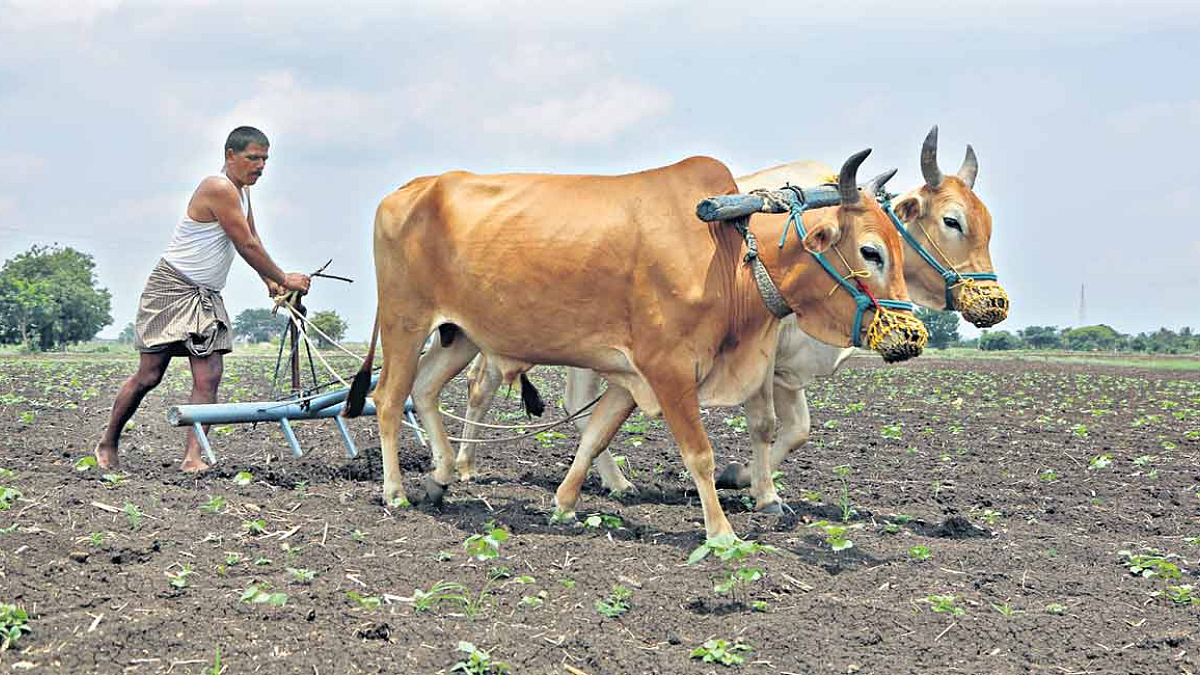 सोलापूर- शेतीचं उत्पन्न नव्हे, खर्च पोचला दुप्पटीवर