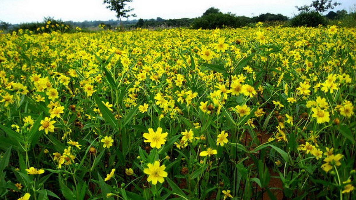Niger