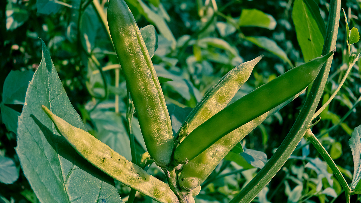 Guar Gum Production