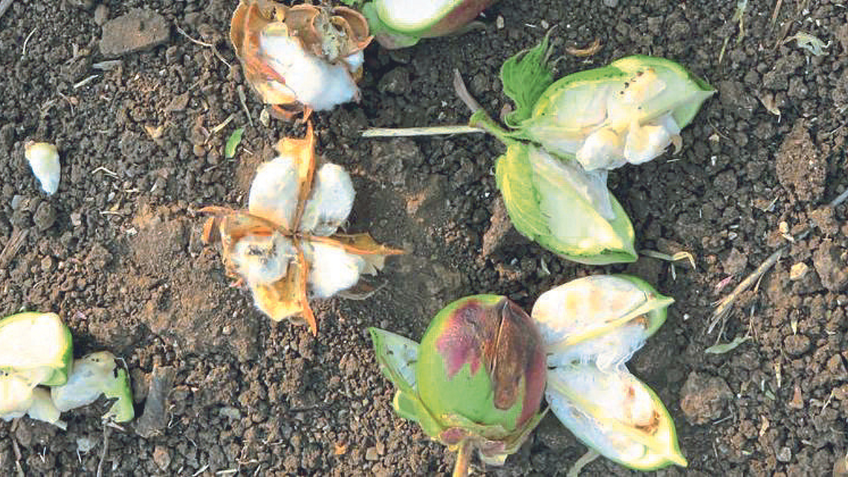 बोंडअळीचे अनुदान ३० जूनपर्यंत द्या