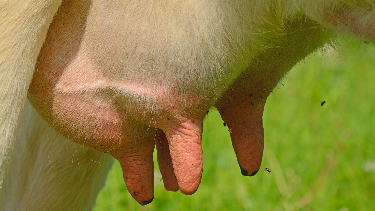 Types of Mastitis
