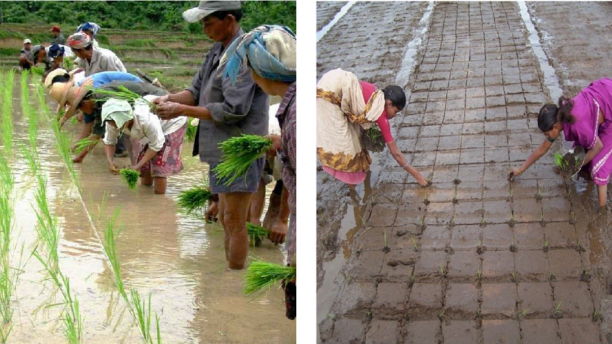 त्रिपुरातील शेतीला ‘एसआरआय’ पद्धतीचे वरदान