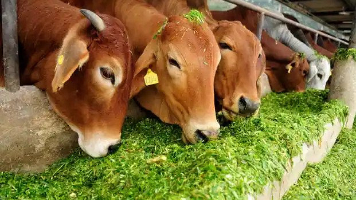 पावसाळ्यातील जनावरांचे व्यवस्थापन