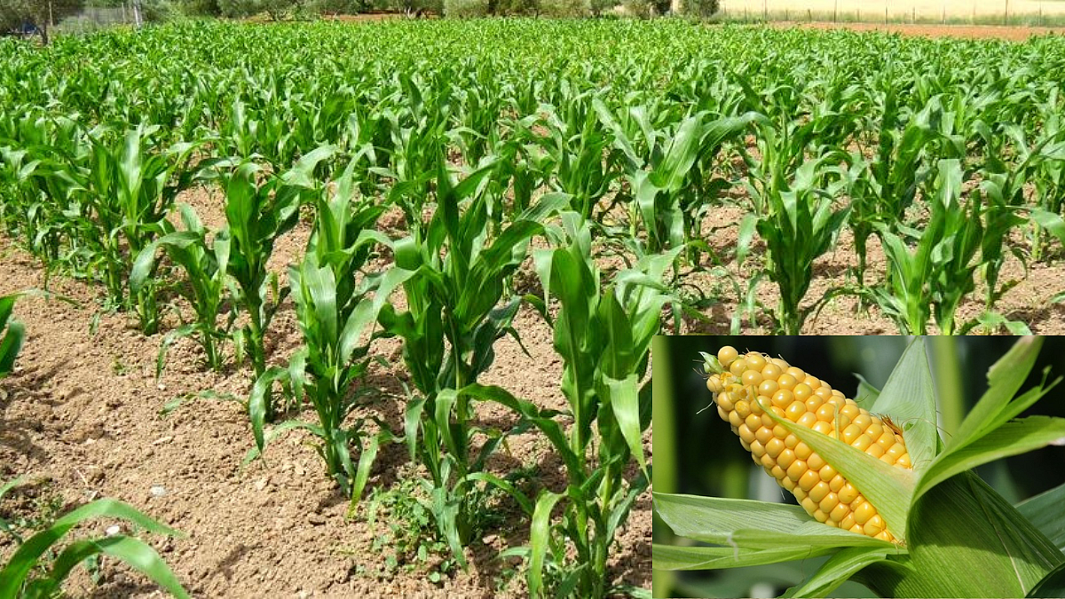 Maize Sowing