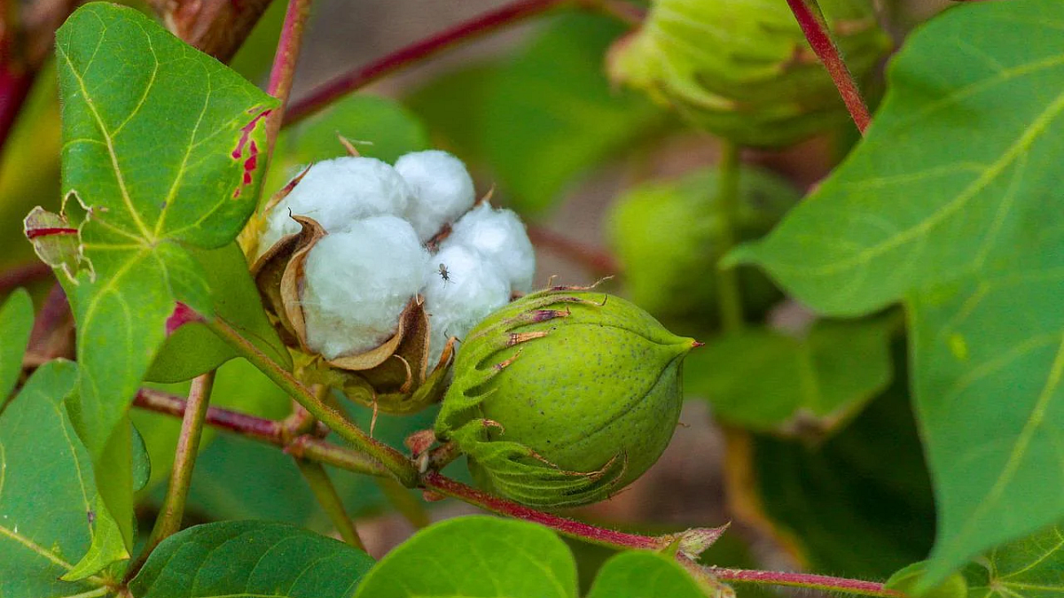 Cotton