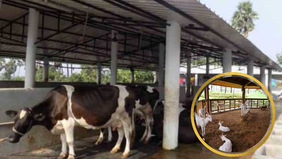 गोठ्यातलं वातावरण दुषित करतो अमोनिया वायू!