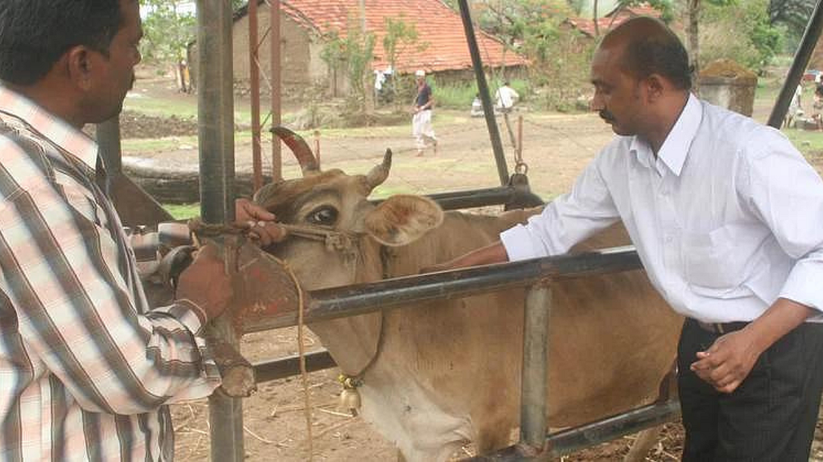 जनावरांचे प्रतिबंधात्मक लसीकरण गरजेचं !