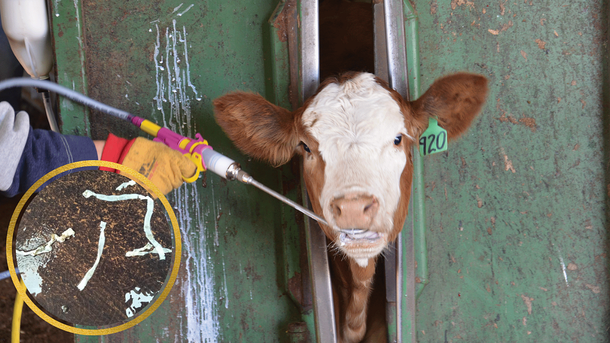 Deworming in cow