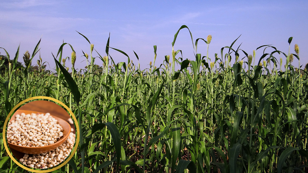 Kharif Jowar Fodder Plantation