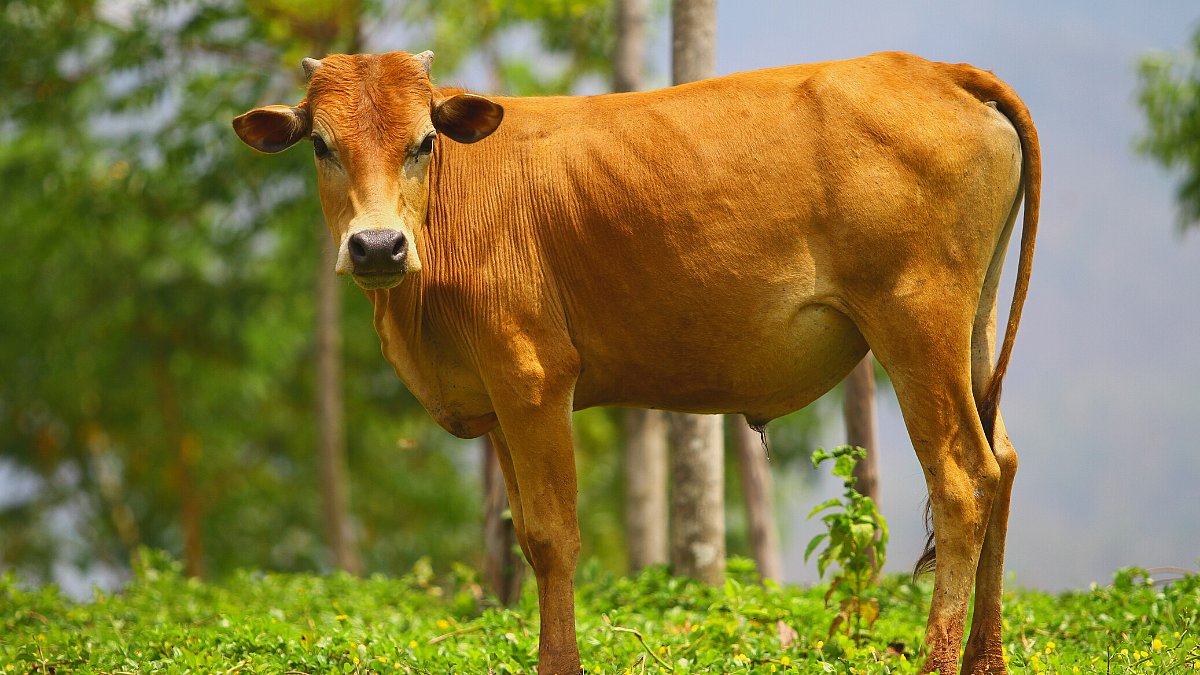 animal disease