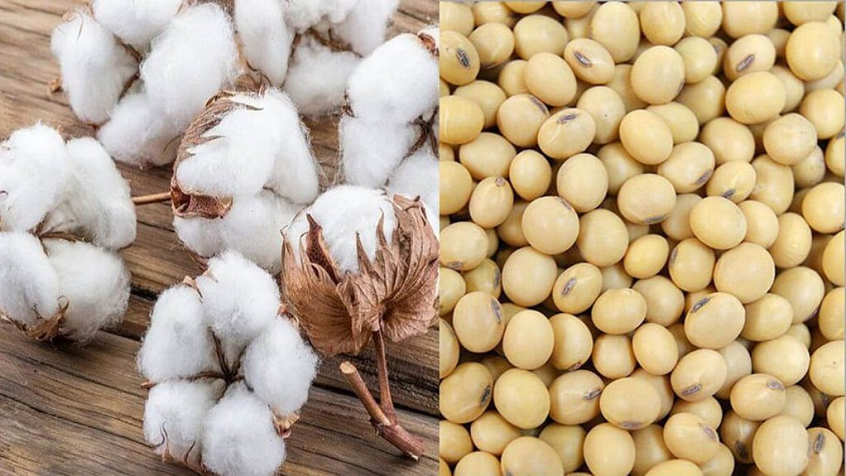 Cotton &Soybean