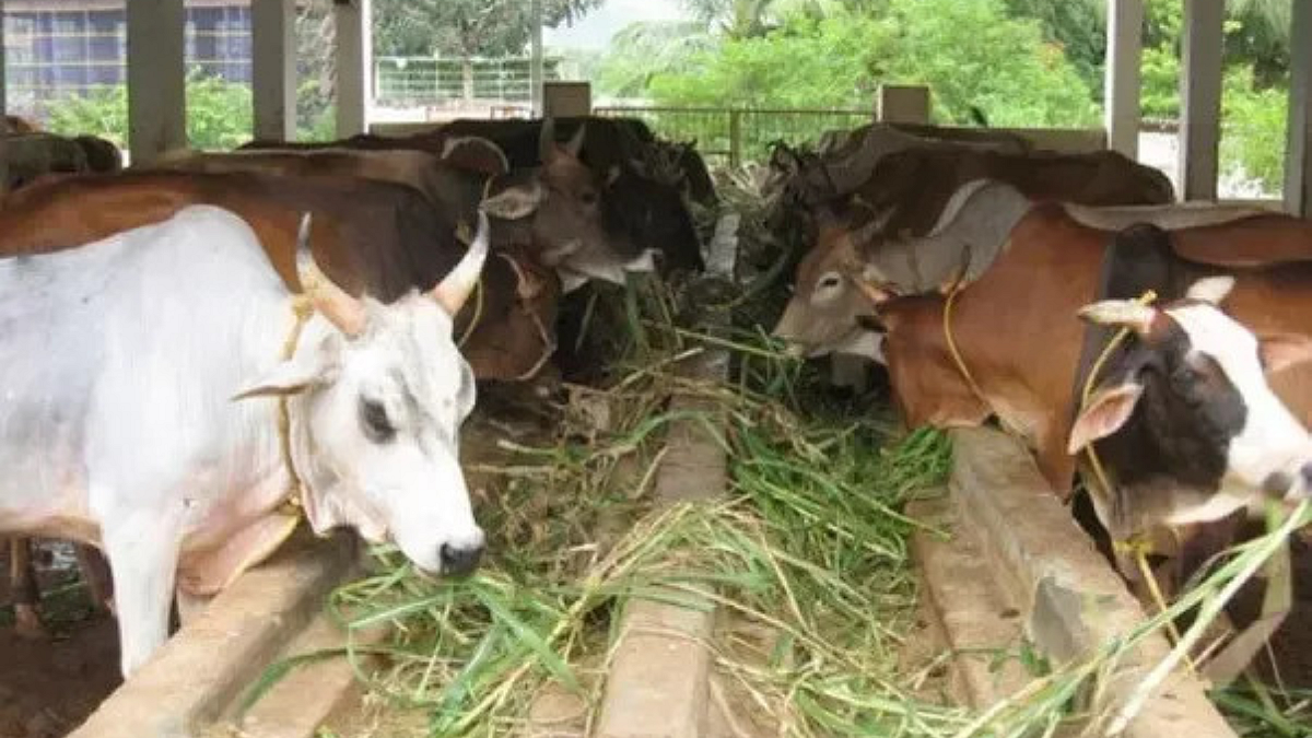 शेतकरी नियोजन: गोपालन