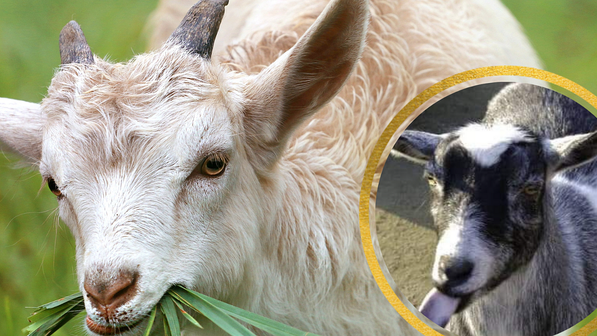Bluetongue Disease Of Sheep and Goat