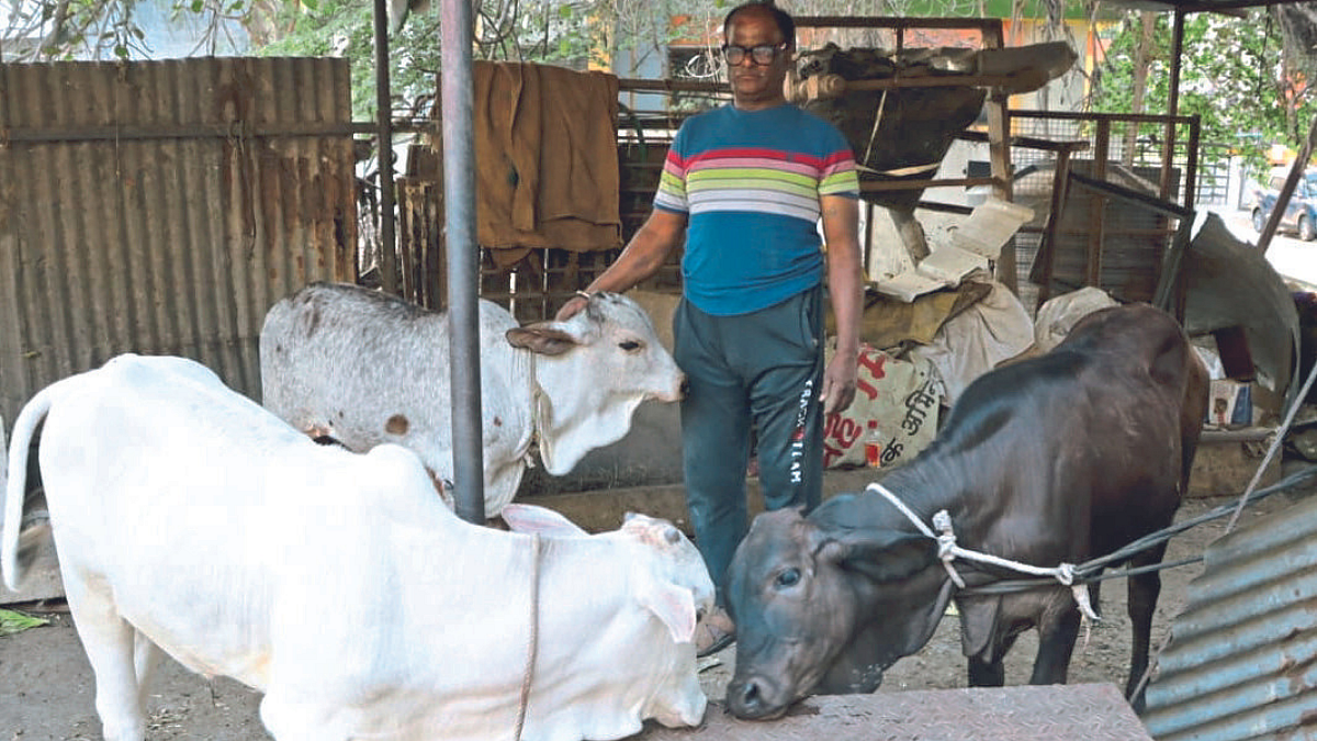 संकटात कुटुंबाचा आधार झाल्या गायी