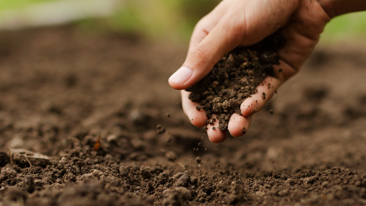 Soil