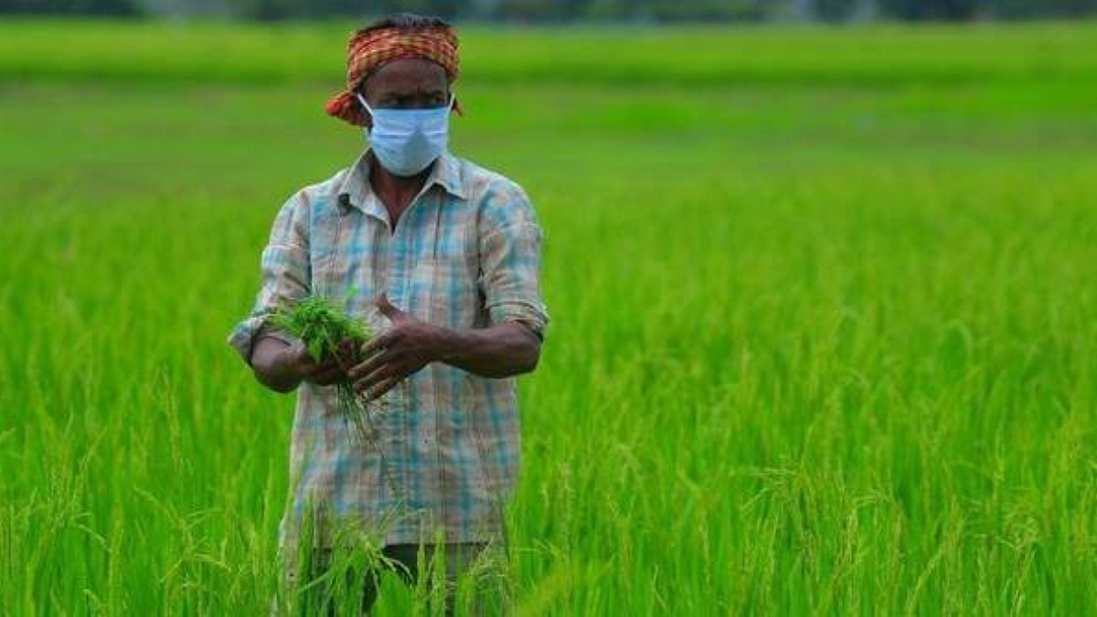 पीकविमा योजना हवी स्वतंत्र अन् पारदर्शी