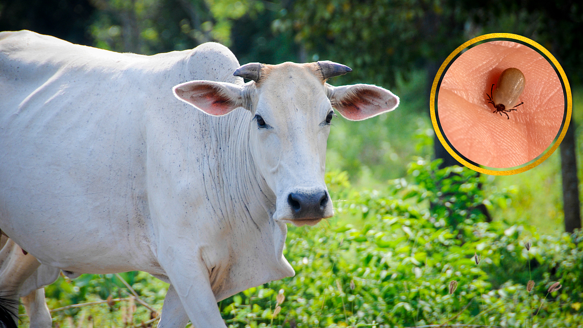 जनावरांतील गोचीड नियंत्रणासाठी काय उपाय करावेत?