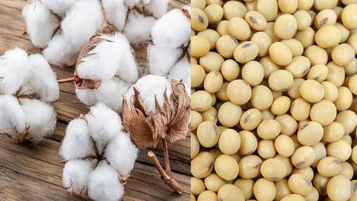 सोयाबीन, कापूस बियाणं कितीनं महागलं?