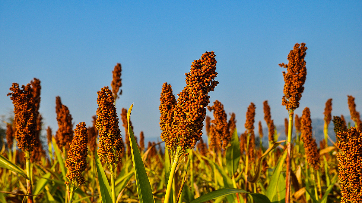 Millet
