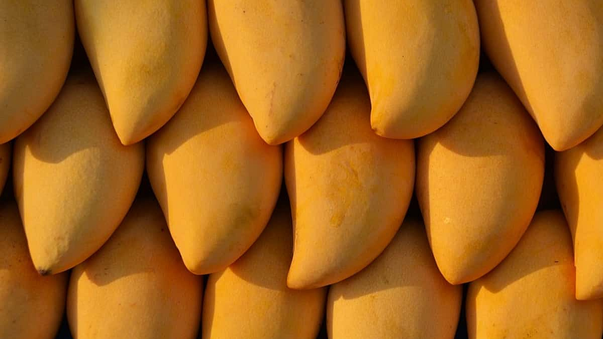 भारतीय आंबा प्रथमच समुद्रमार्गे अमेरिकेत