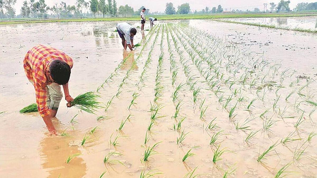 मॉन्सून लांबणीवर पडल्याने भात पीक संकटात