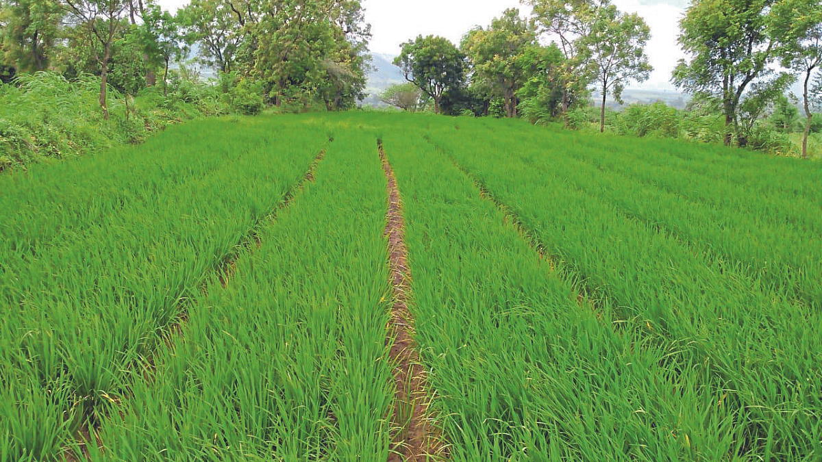 भात पिकासाठी विना नांगरणी शेती