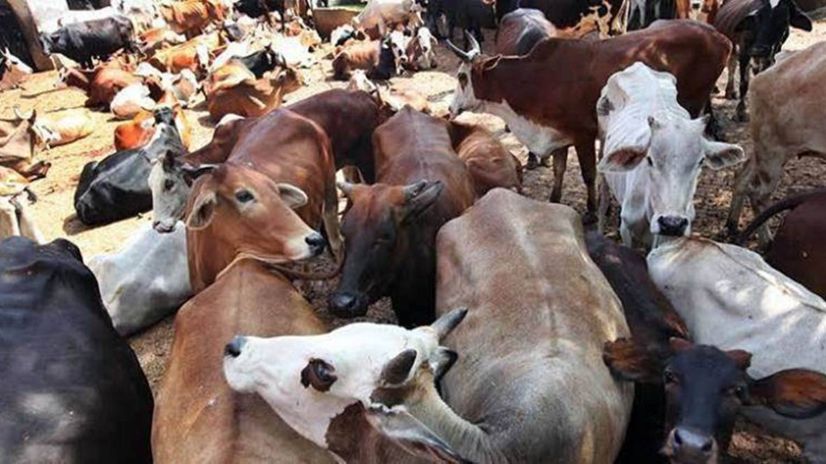 Indian Cow