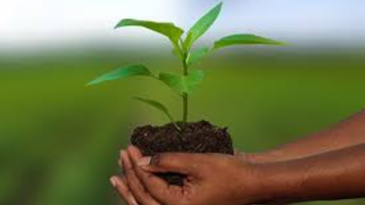 crop Insurance
