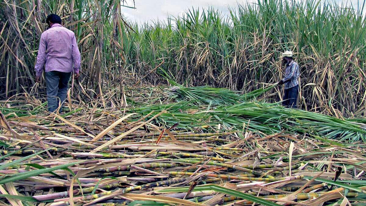 Sugarcane Crushing