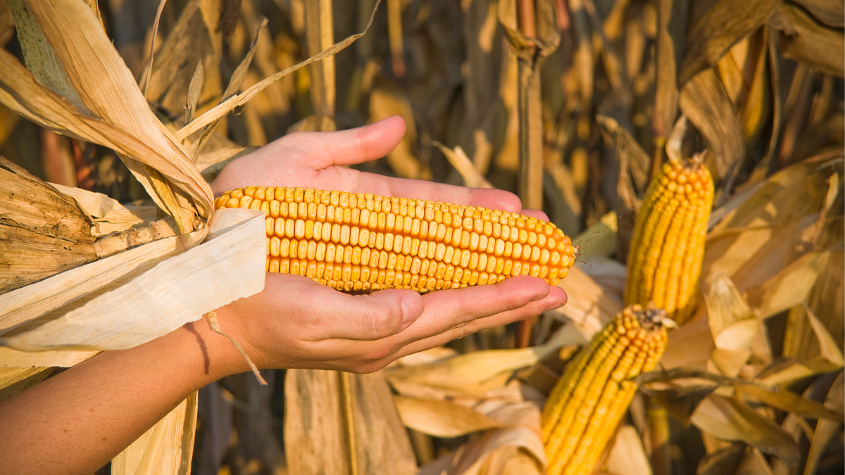 Maize Production