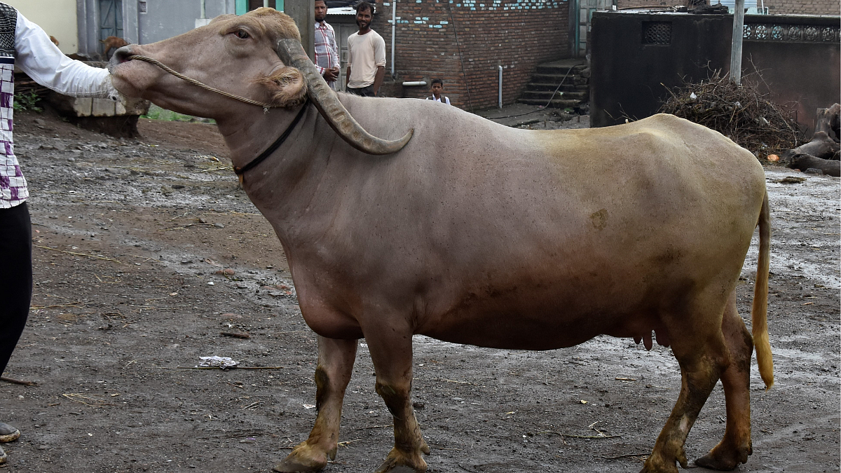 उष्ण हवामानात टिकून राहणारी पूर्णाथडी म्हैस