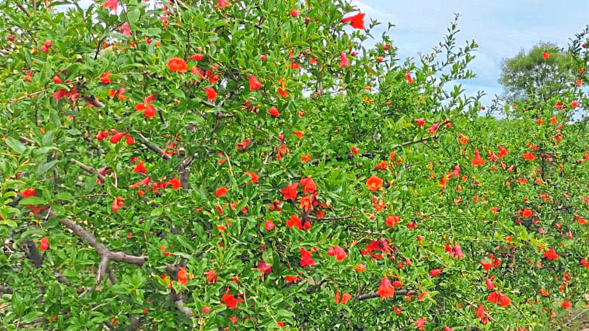 डाळिंबाचा मृग बहार बहरू लागला