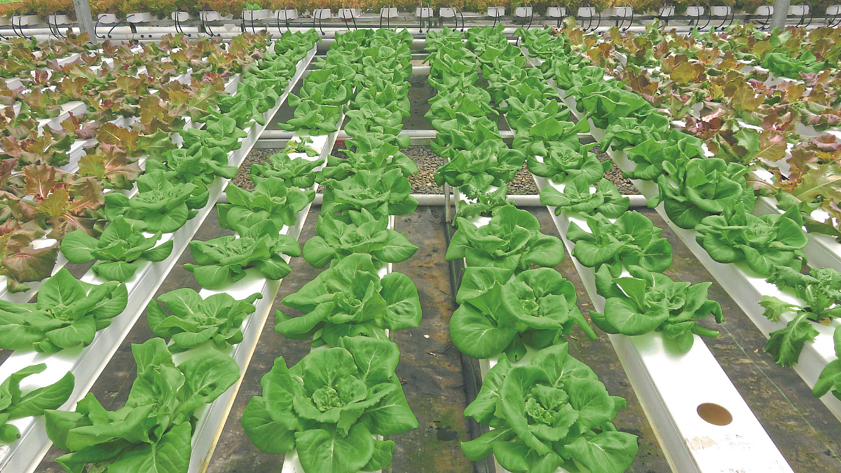 Agriculture Technology