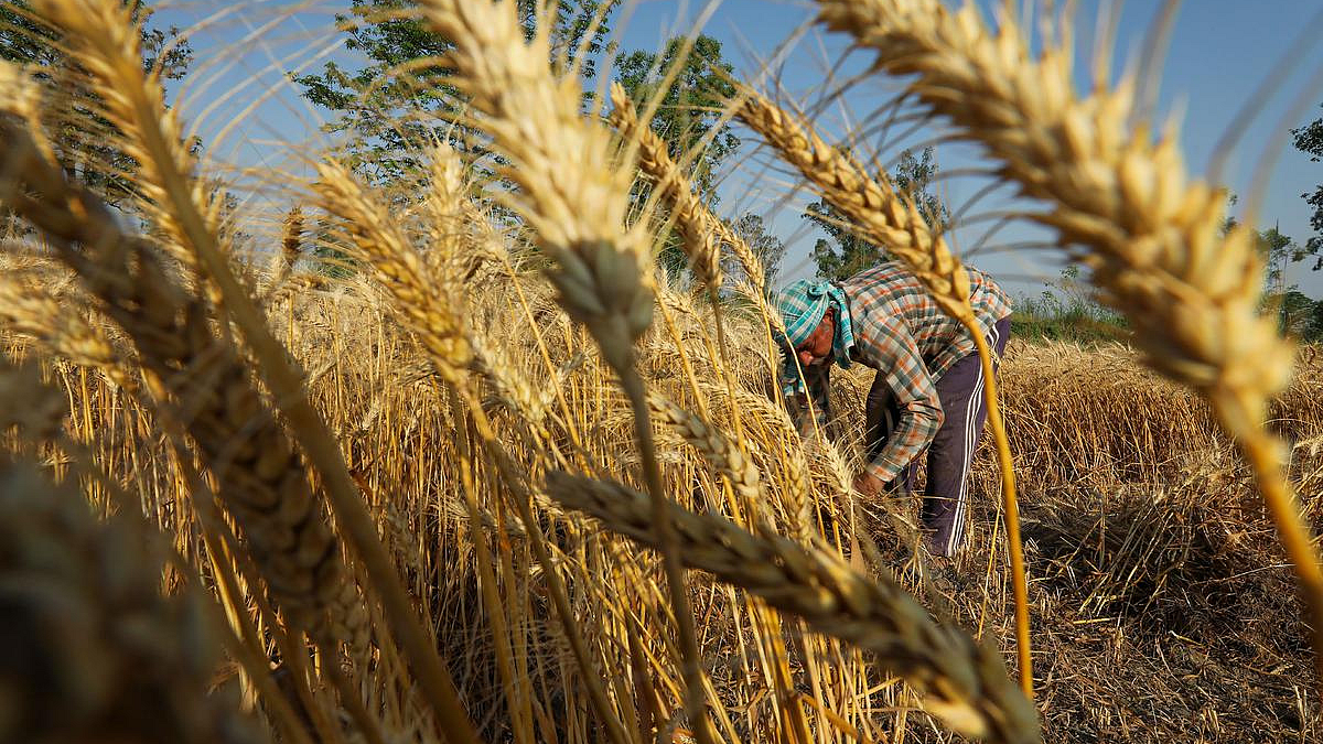 चालू आर्थिक वर्षात भारताची गहू निर्यात ७० लाख टनांवर: एफएओ