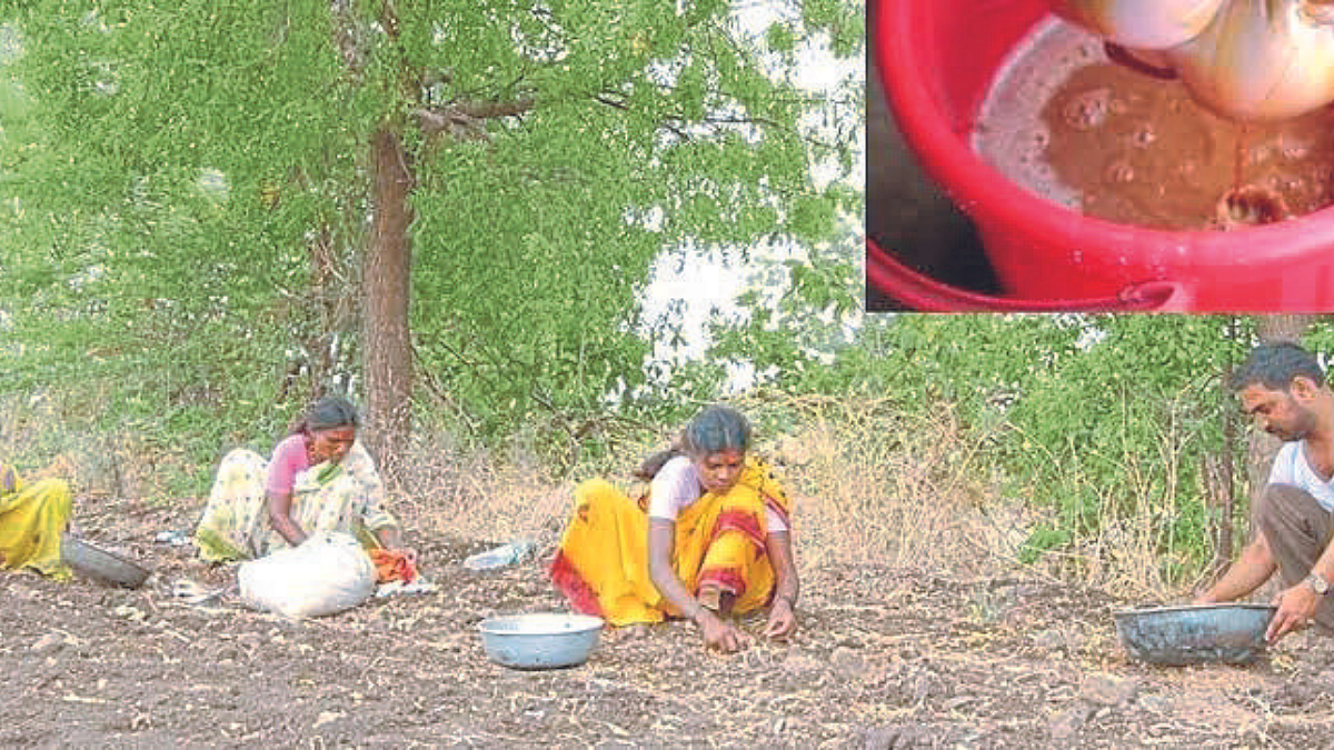 एकात्मिक कीड व्यवस्थापनासाठी कडुनिंब फायदेशीर