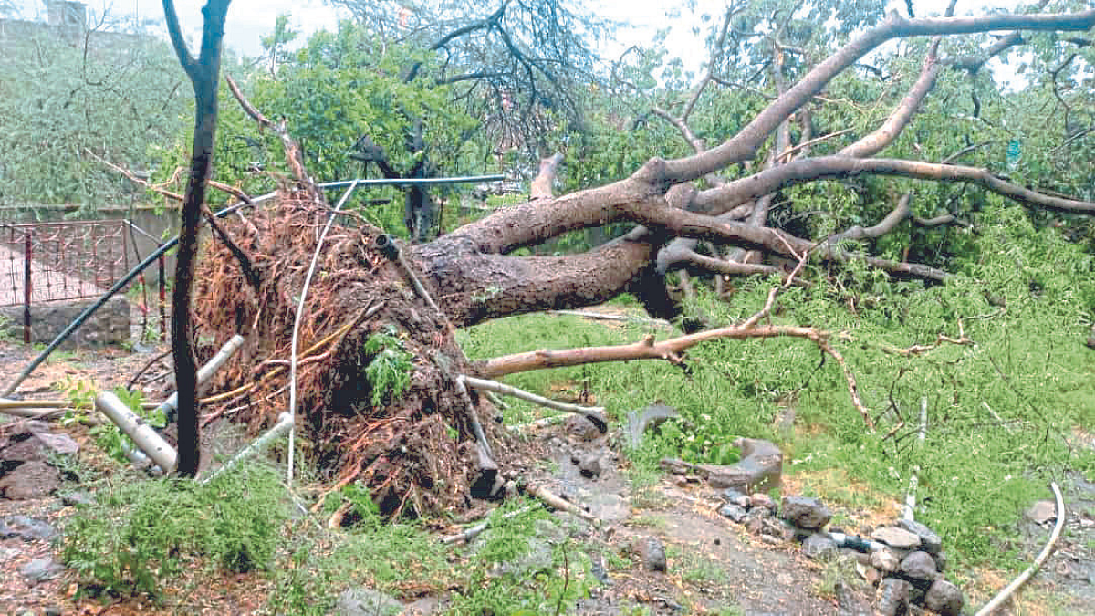 औरंगाबाद, जालन्यात पावसाने आंब्याचे नुकसान