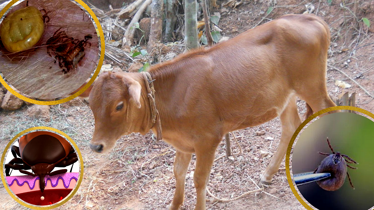 गोचीड पसरवतात हे रोग !