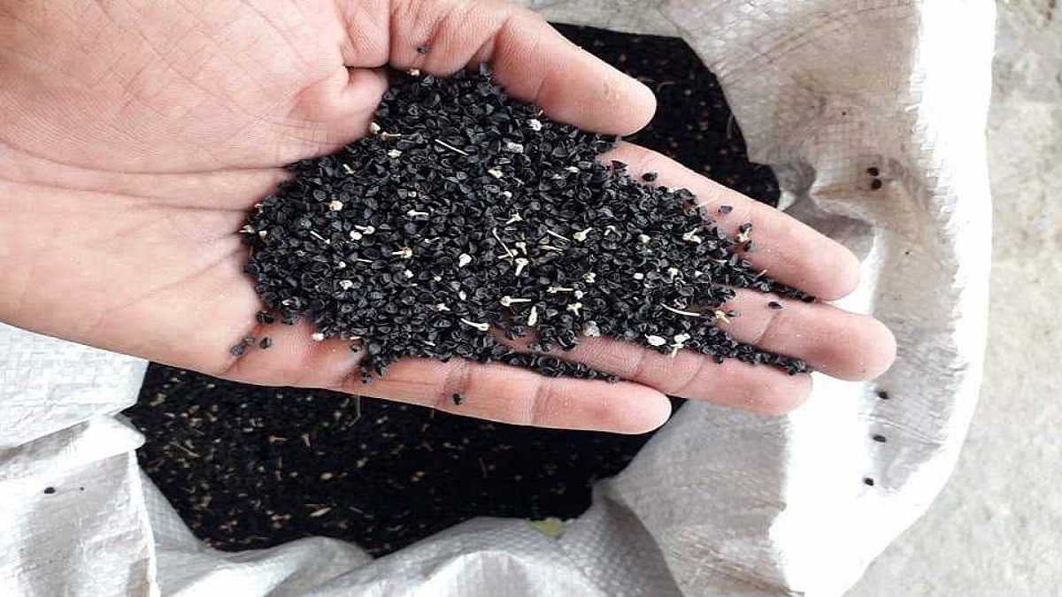 राहुरी कृषी विद्यापीठाने ऑनलाईन विकले चार टन कांदा बियाणे